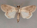 Beihania diascota